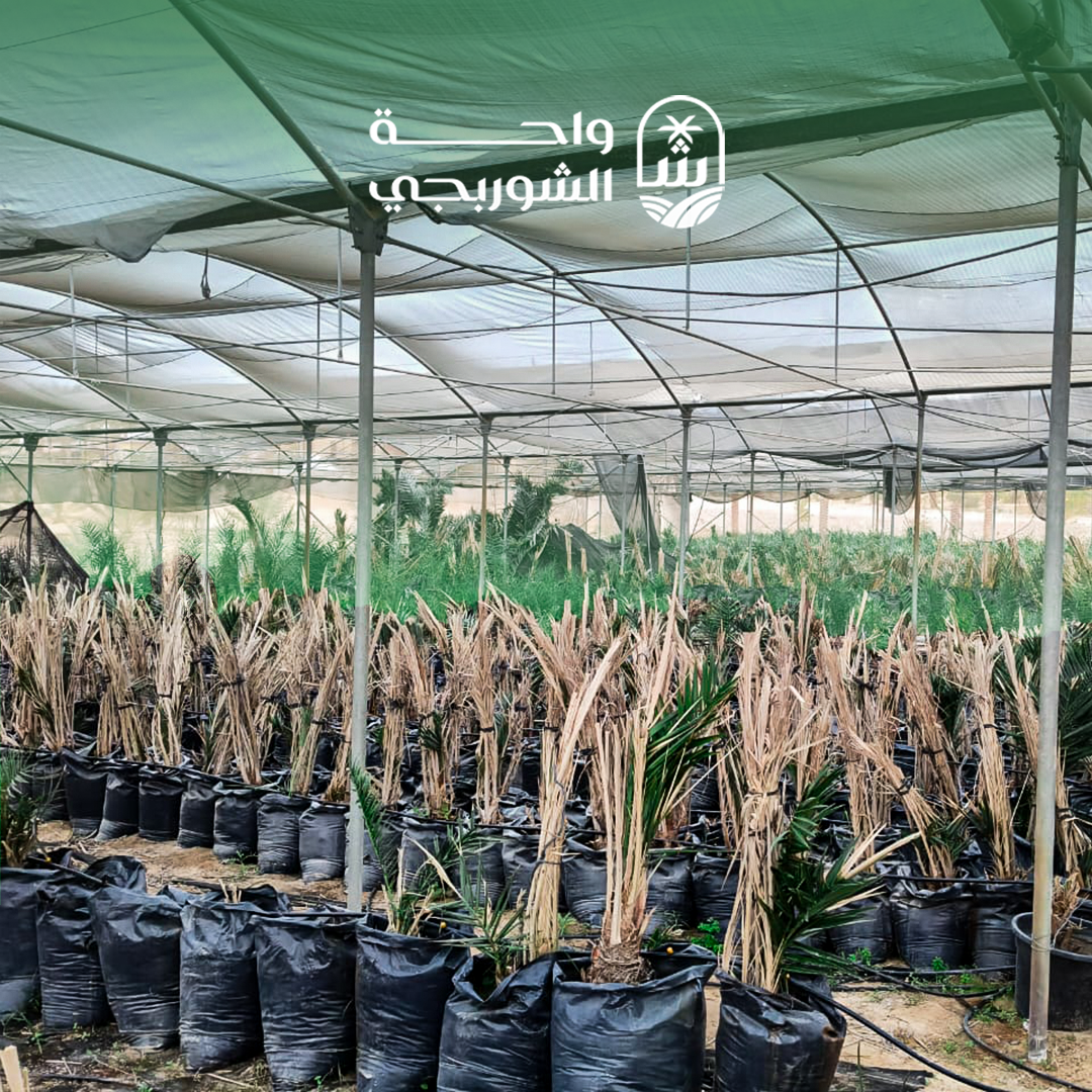 Preparing Offshoots for Pre-Planting Stage